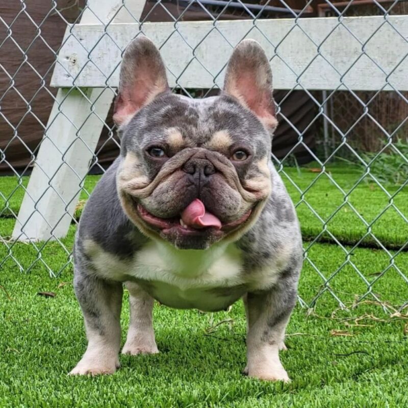 Sunny Florida Frenchies Narco Lilac & Tan Merle Frenchie stud