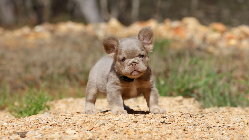 Read more about the article What Are the Most Popular French Bulldog Colors?