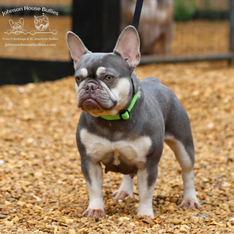 French bulldog for sale near Franklin Tennessee