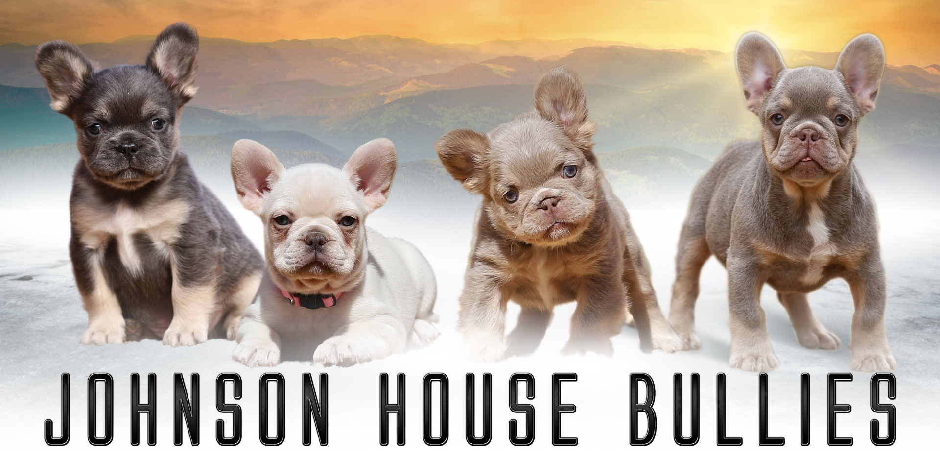 Johnson House Bullies isabella, lilac, blue, chocolate, merle, fluffy french bulldogs for sale tennessee