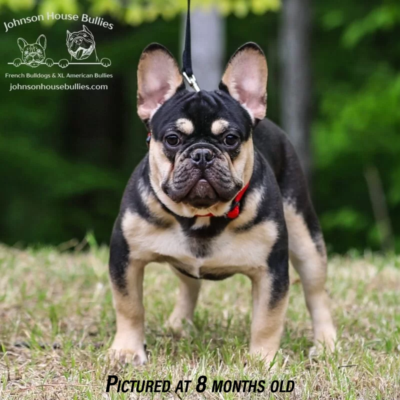 black and tan french bulldog for sale near me tennessee