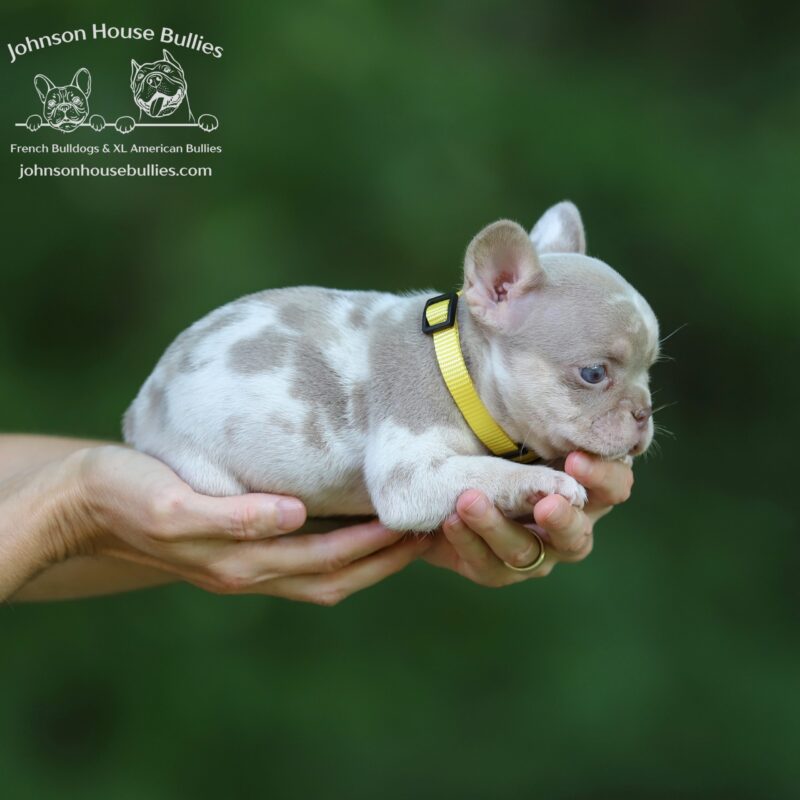 gene-an-adorable-new-shade-isabella-merle-french-bulldog-puppy-for-sale-near-austin-texas