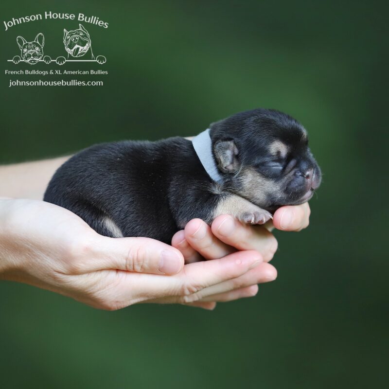 mr-Earl-Grey-a-stunning-black-tan-french-bulldog-puppy-for-sale-near-me-nashville-tennessee