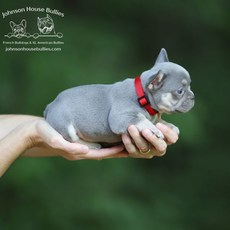 ms-linda-a-beautiful-lilac-tan-frenchie-puppy-for-sale-jackson-tennessee