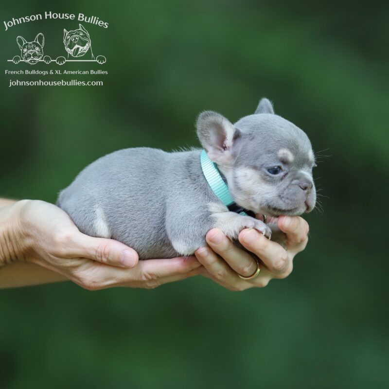 ms-tina-a-darling-lilac-tan-frenchie-puppy-for-sale-near-me-virginia
