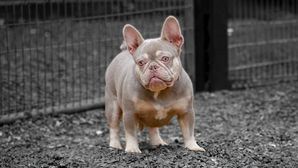 Read more about the article The Importance of Health Testing and DNA Testing for Frenchie Breeders