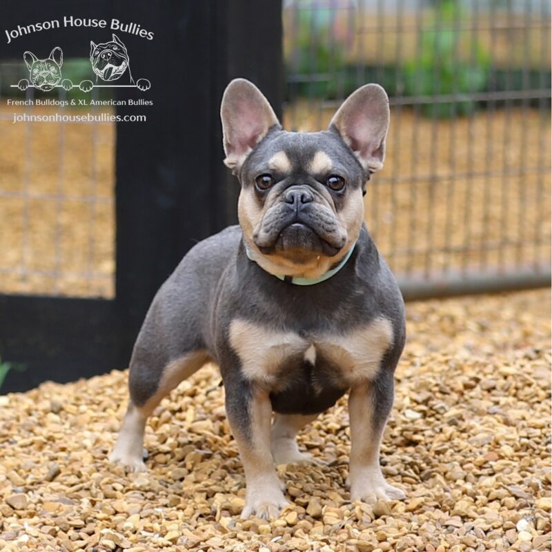 Tootie-blue-tan-french-bulldog-for-sale-Tennessee.