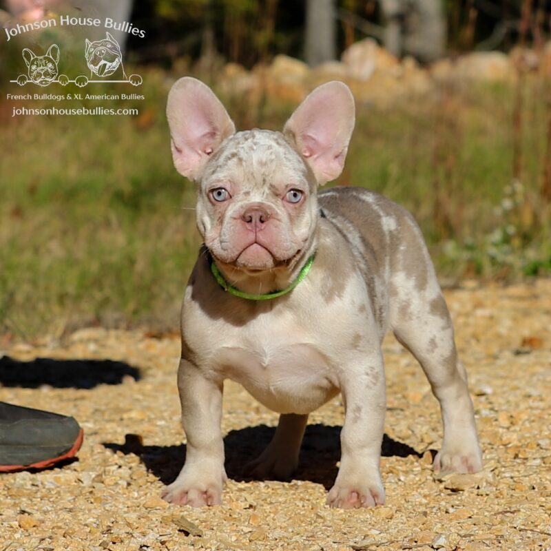 Jade-a-beautiful-merle-french-bulldog-for-sale-germantown-tennessee