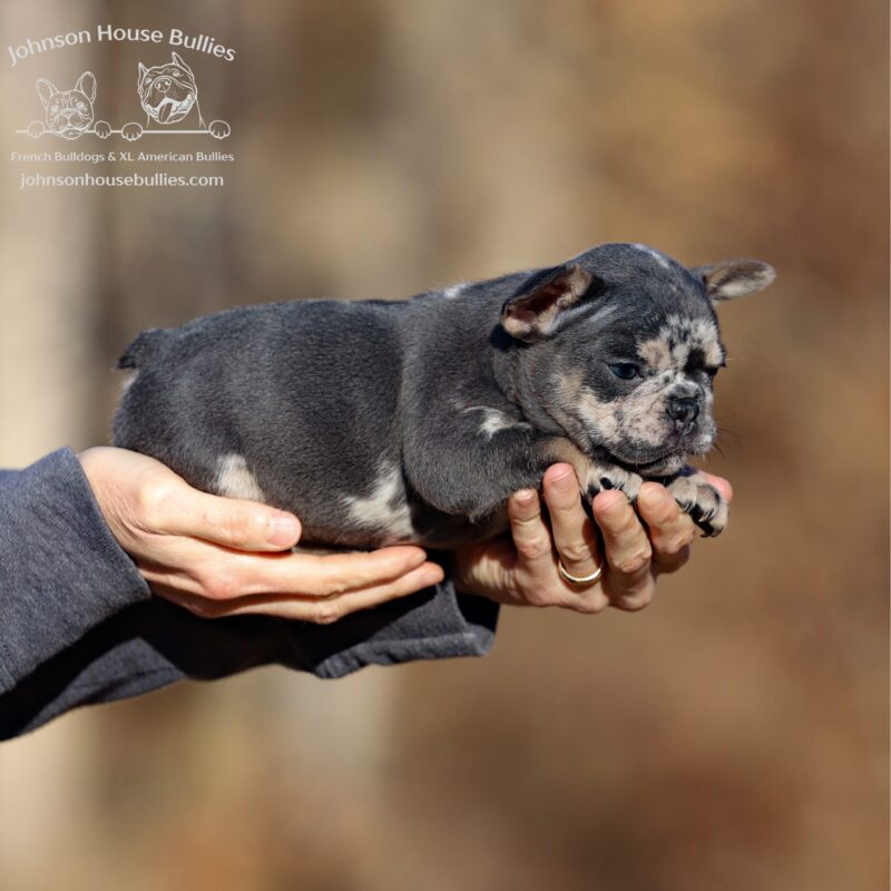 Gingerbread-a-gorgeous-blue-merle-french-bulldog-for-sale-near-nashville-tennessee