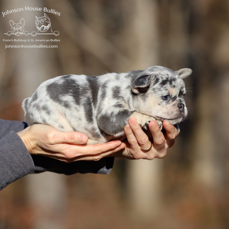 Holly-a-stunning-blue-tan-merle-for-sale-near-me-jackson-tennessee