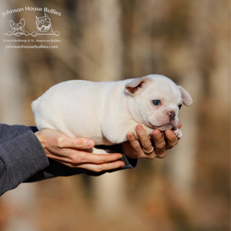 kris-kringle-a-platinum-frenc-bulldog-for-sale-near-kentucky