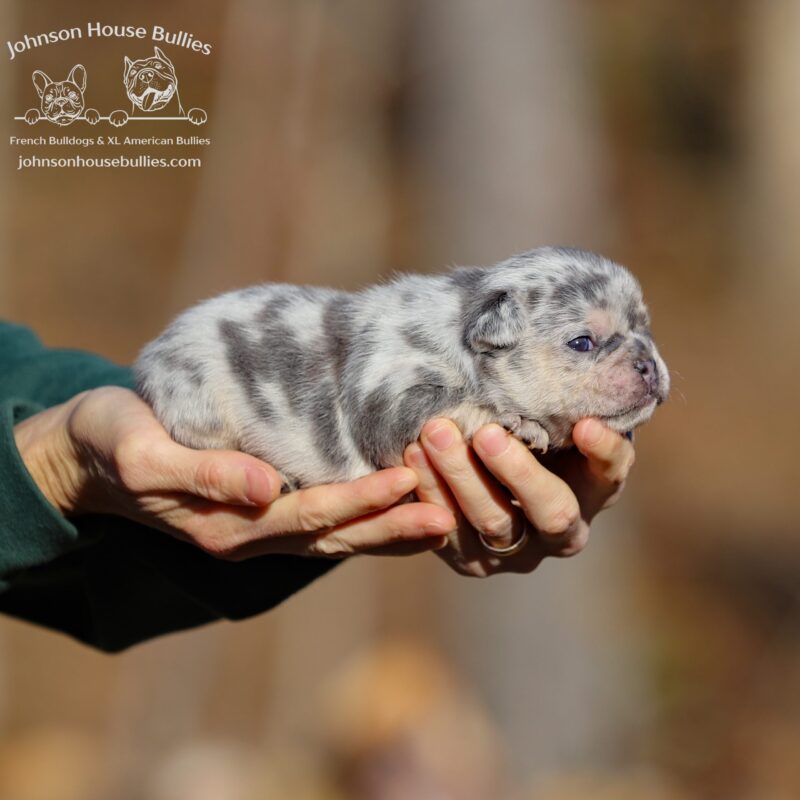 ms-holly-blue-tan-merle-french-bulldog-for-sale-near-brendtwood-tennessee.