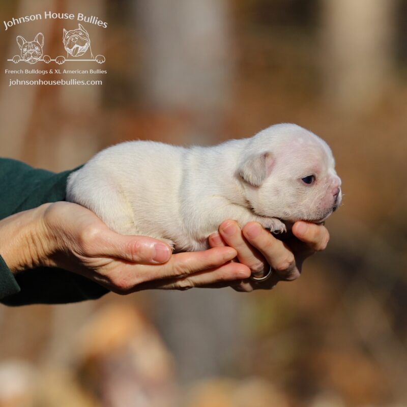 ms-mistletoe-cream-frenchie-french-bulldog-for-sale-in-franklin-tennessee.