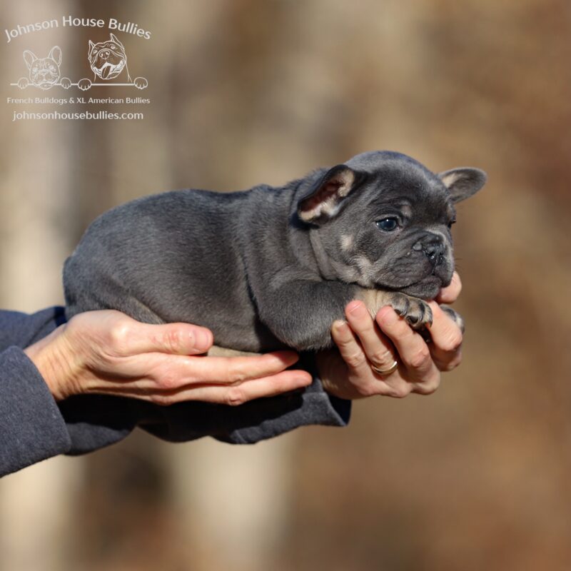 yuletide-a-handsome-blue-tan-french-bulldog-for-sale-near-missouri