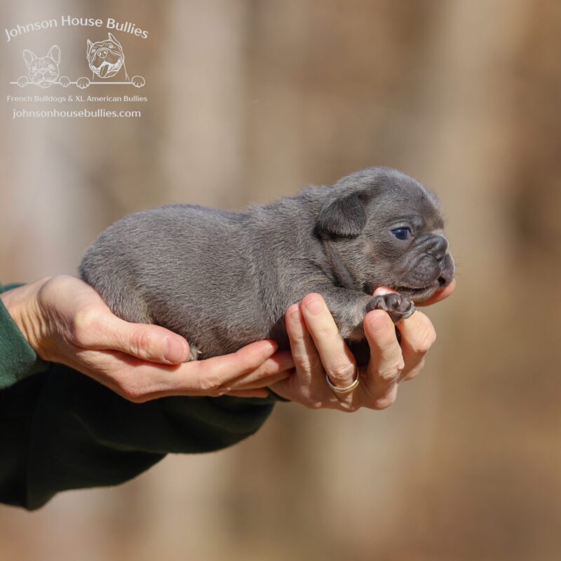 yuletide-blue-tan-french-bulldog-for-sale-near-austin-texas.