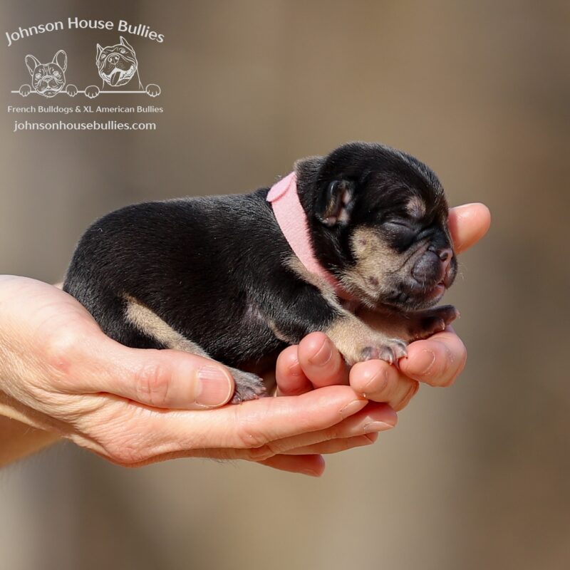 Adorable-black-tan-french-bulldog-for-sale-near-Brentwood-tennessee.