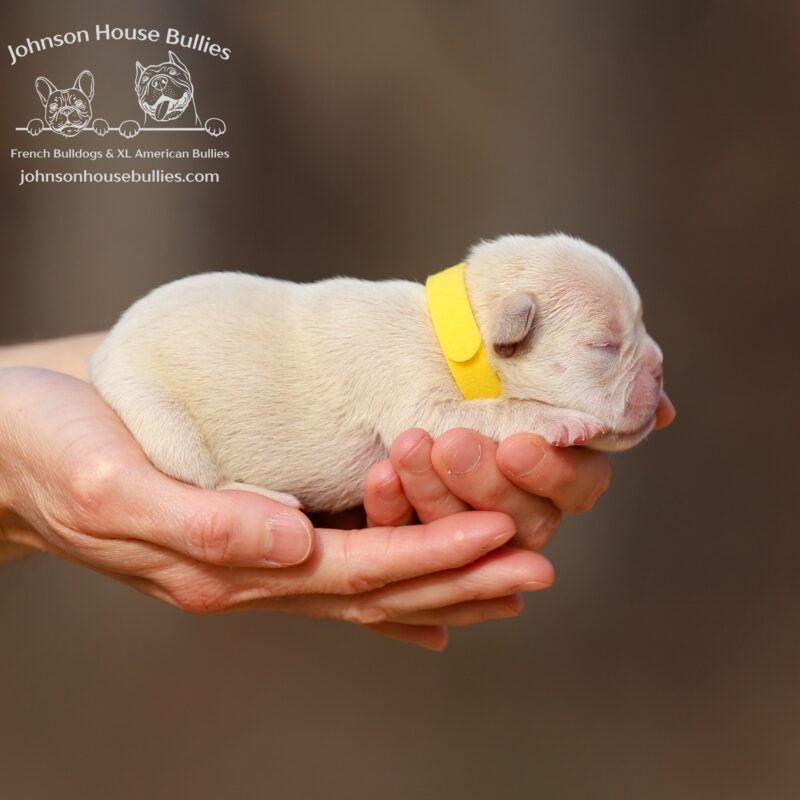 cream-frenchies-for-adoption-near-knoxville-tennessee.