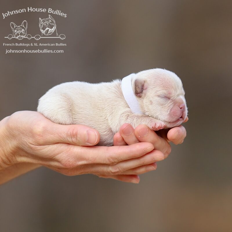 platinum-french-bulldog-for-sale-nashville-tennessee.