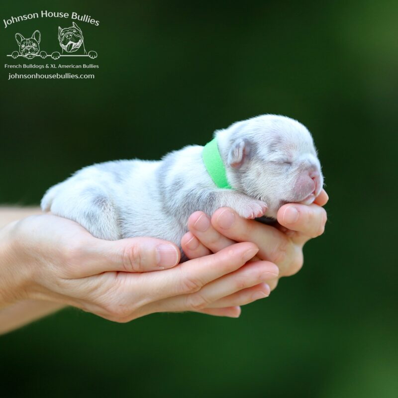 Lilac and Tan Merle French bulldog for sale near Birmingham Alabama.