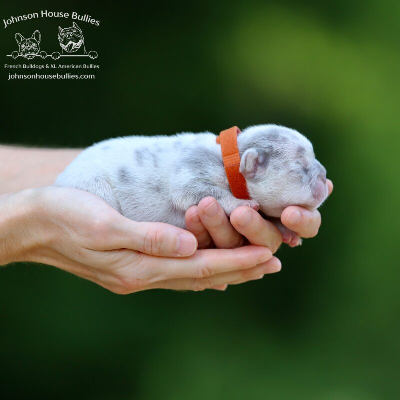 Lilac and Tan Merle french bulldog for sale near Tallahassee Florida.