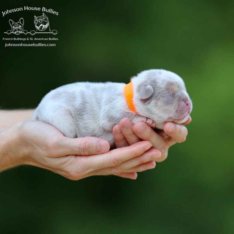Newshade Isabealla Tan Merle French Bulldog for sale near Nashville Tennessee.