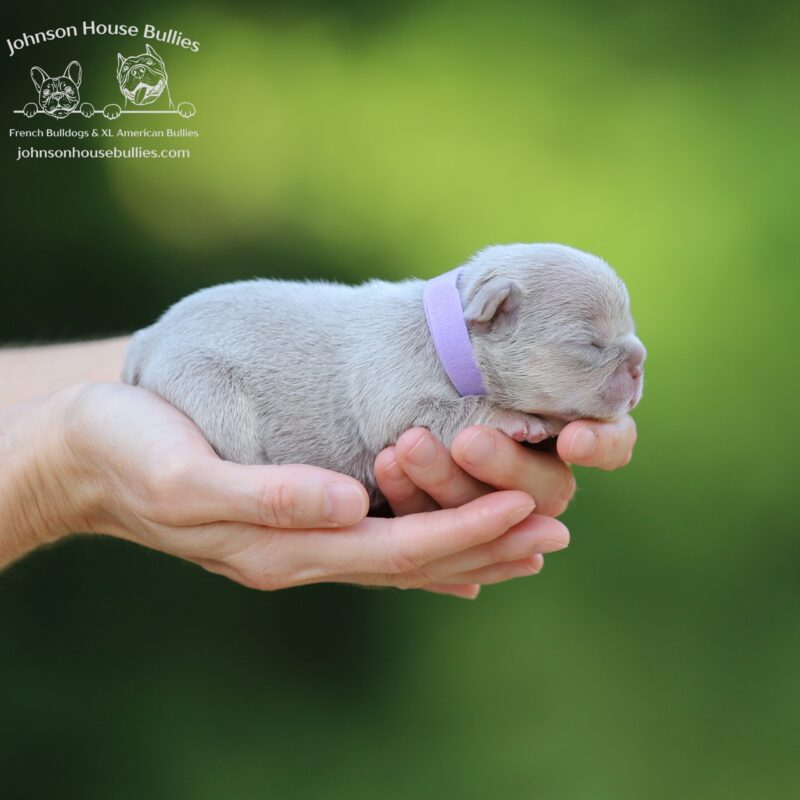 Newshade Isabella and Tan french bulldog for sale near Germantown Tennessee.