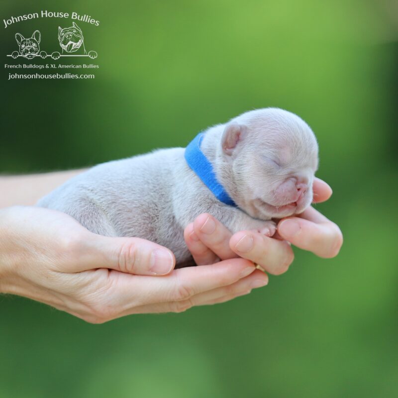 Newshade Isabella and Tan french bulldog for sale near Mobile Alabama