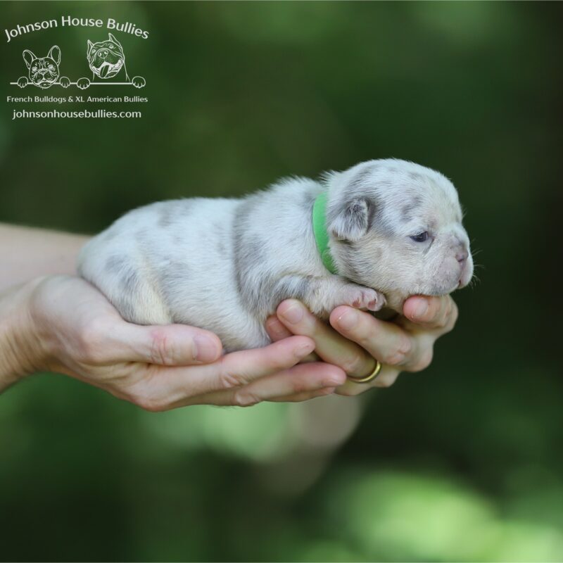 Bahama is a Lilac and Tan Merle female french bulldog for sale near Jackson Mississippi.