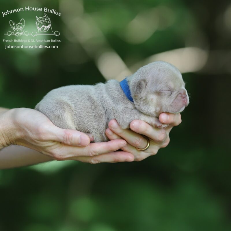 Fiji is a male Newshade Isabella and Tan french bulldog for sale near Franklin Tennessee.