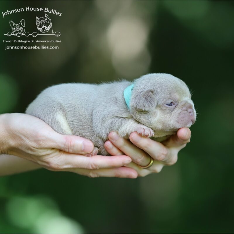 Ms. Aruba is a Newshade Isabealla and Tan French bulldog for sale near Germantown Tennessee.