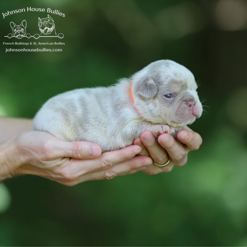 Newshade Isabella Merle french bulldog for sale near Nashville Tennessee.