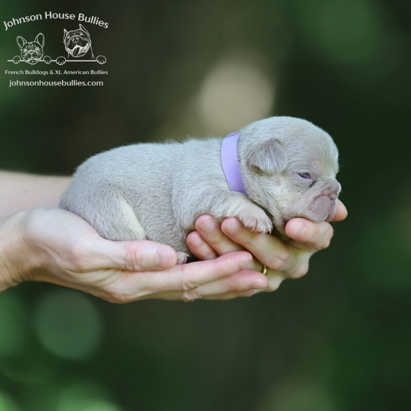 Newshade Isabella and Tan French Bulldog for sale near Knoxville Tennessee.