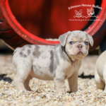 This pudgy little frenchie puppy is our male cornholio. he is now a part of our breeding program and is not for sale.