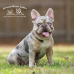 lilac tri merle frenchie stud sitting and looking at the camera. so cute.