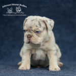 stud services are available from our lilac and tan merle french bulldog stud in our TN breeder program