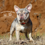 this is a lilac and tan merle french bulldog stud who is owned by johnson house frenchies in tn