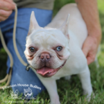 AKC Cream frenchies for sale from french bulldog breeders in TN