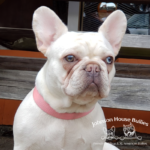 AKC cream french bulldog puppies for sale