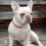 Cryptic merle french bulldog sitting and gazing off to the distance