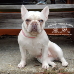 Emma is a platinum frenchie female looking at the camera