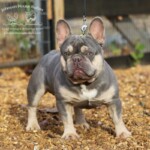 lilac and tan french bulldog stud male Tennessee