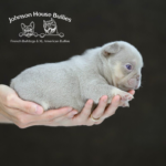 A newborn new shade isabella and tan frenchie puppy for adoption near me