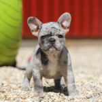AKC Blue merle french bulldogs for sale in tennessee