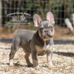 Adorable and unique french bulldog puppies for sale in GA FL TN