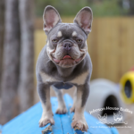 Are you looking for french bulldog puppies for sale near me. Check with Johnson House Bullies. They have available frenchies.