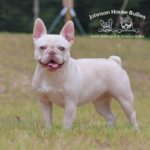 Biscuit is a Platinum Lilac & Tan French Bulldog