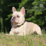 Blue and tan cream French Bulldog puppies for sale at Johnson House Bullies of TN and surrounding