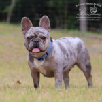 Bunny is a blue merle french bulldog female from reputable frenchie breeders and whelpers in TN