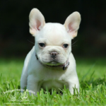Cream frenchie puppies for sale near me