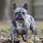 Everyone loves a well bred blue merle frenchie puppy